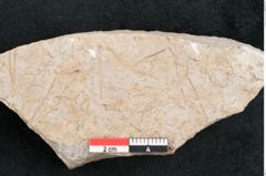 Foto (Detailansicht) von Chara meriani Braun (NHMW-GEO-2024-0188-11473)